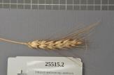 Click for 1 image(s) for this accession. Spike